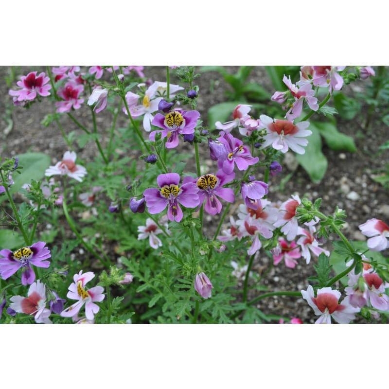Chile Schizanthus Seeds ~ Plants ~ Garden ~ Grow Your Own ~ Spring Flowers ~ Instead of Flowers ~ Flowers