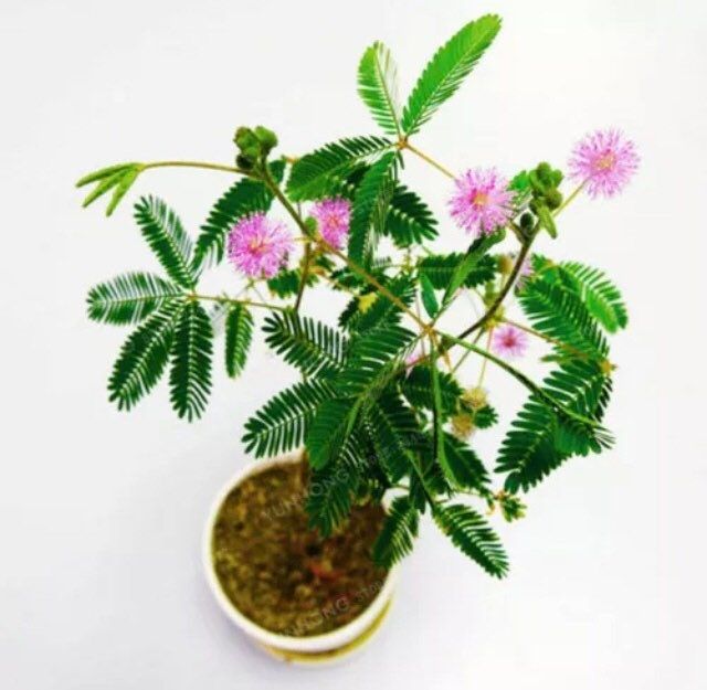 RARE~Newbie~Sensitive Plant~Mimosa Pudica Plant~Touch-Me-NOT Plant~Sleepy Plant~Shame Plant~Action Plant~Zombie Plant~Shy Lady Plant