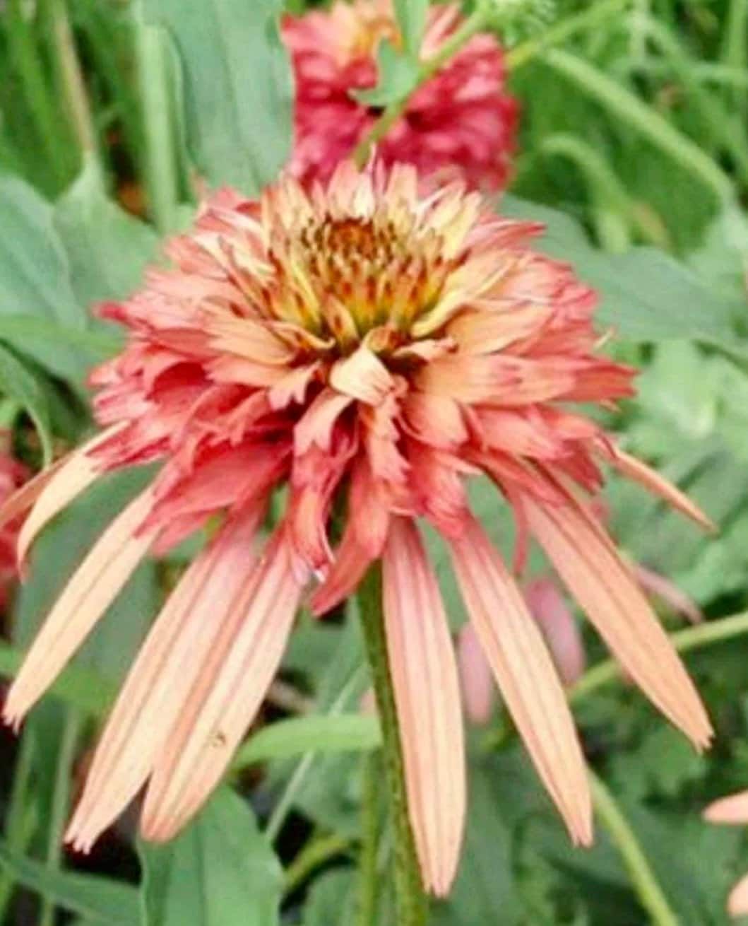 Double Salmon Coneflower Seeds ~ Echinacea Hybrid ~ Flowering Plant ~ Unusual Flowers ~ Flower ~ Growing Flowers ~ Garden ~ Plant