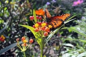 Bloodflower Seeds ~ Asclepias Curassavica ~ Milkweed ~ Seeds ~ Butterflies ~ Gifts ~ Grow Your Own ~ Spring Flowers ~ Instead of Flowers