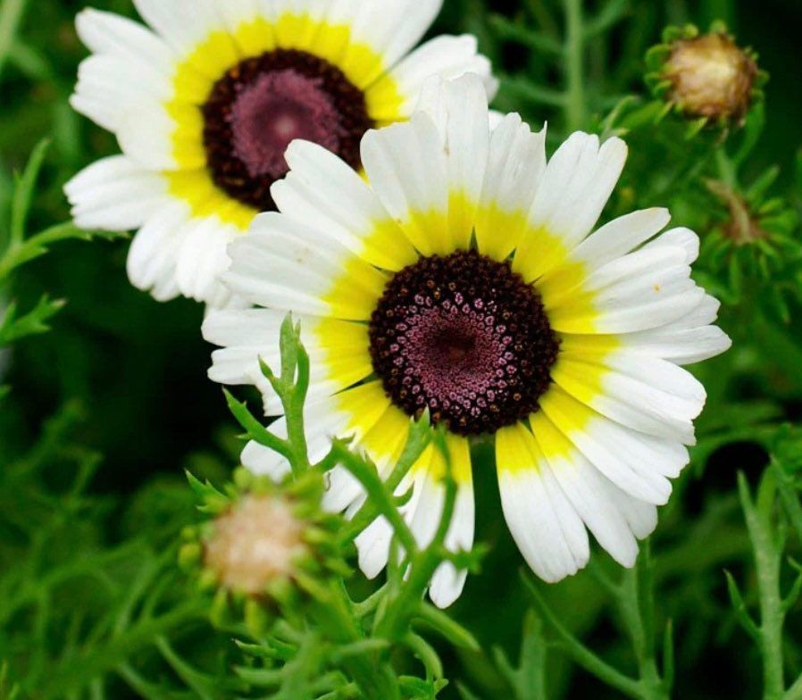 Painted Polar Star Daisy Seeds ~ Daisy ~ Cool Flowers ~ Grow Your Own ~ Rare