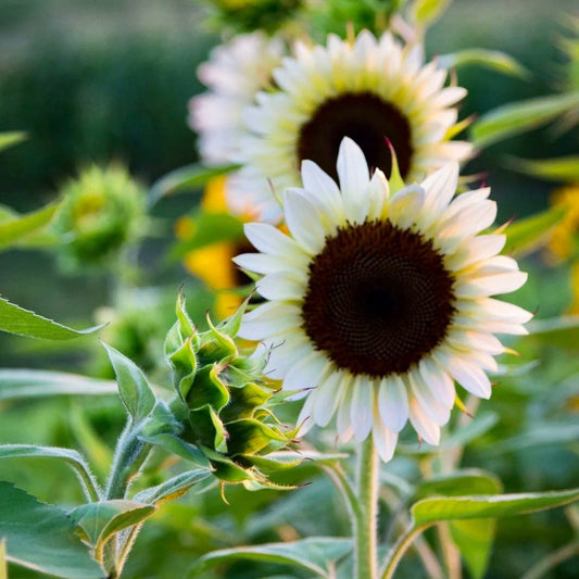 White Nite Sunflower Seeds ~ Helianthus Annuus ~ Pretty Flowers ~ Garden ~ Fall ~ Heirloom Seeds ~ Autumn