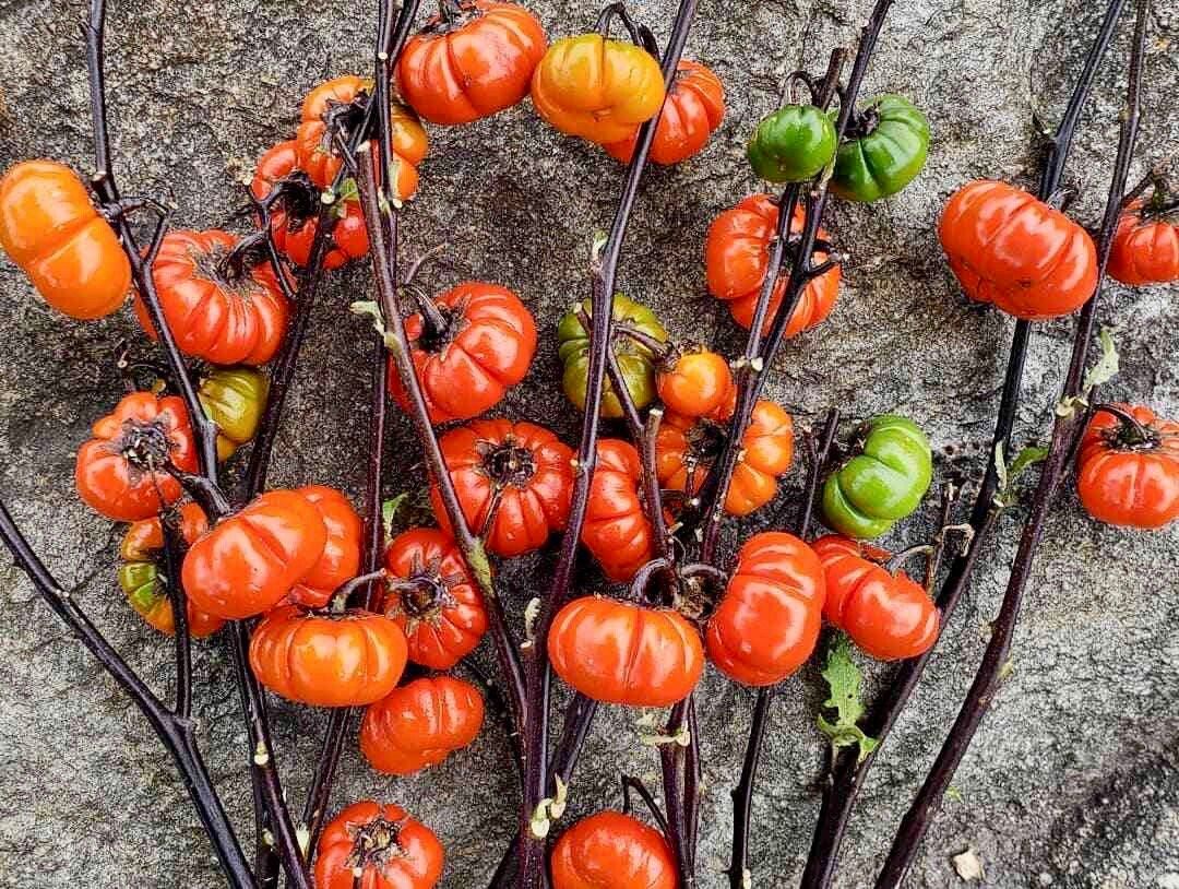 Rare Ornamental ‘Pumpkin On A Stick’ Seeds ~ Grow Your Own ~ Autumn ~ Halloween ~ Fairytale ~ Fall ~ Season ~ Dried Flowers ~ Bouquet