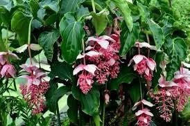 Pink Medinilla Magnifica Seeds ~ Rose Grape ~ Pink Lantern Plant ~ Chandelier Tree ~ Snowy Medinilla ~ Malaysian Orchid