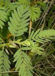 BIG Sensitive Partridge Pea Grow Starter Kit~ Sleepingplant ~ Beach Sensitive Pea ~ Sensitive Plant ~ Sensitive Fern