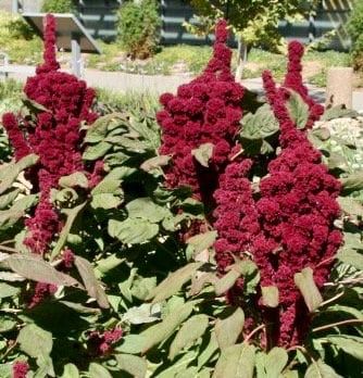 Amaranth Elephant Head Seeds ~ Amaranthus Gangeticus ~ Unique ~ Dried Flowers ~ Bouquets ~ Bizarre