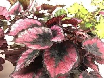 Red Rex Begonias Seeds ~ Plants ~ Garden ~ Grow Your Own ~ Spring Flowers ~ Instead of Flowers ~ Flowers