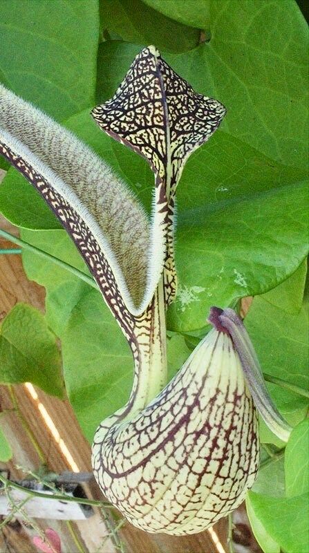 Unique Gaping Dutchman's Pipevine ~ Aristolochia Ringens ~ Bizarre Flowets ~ Plants ~ Cool Flowers ~ Exotic