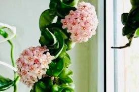 Hoya ~ Hoya Hindu Rope ~ Hoya Carnosa ~ Compacta ~ Krinkle Kurl ~ Porcelain Flower ~ Wax Plant ~ Hanging Houseplant