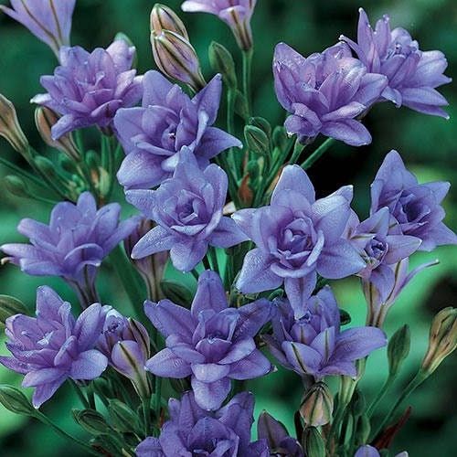 Campanula Lactiflora Seeds ~ ‘Prichard’s Variety’ ~ Milky Bellflower ~ Grow Your Own ~ Spring Flowers ~ Instead of Flowers ~ Flowers