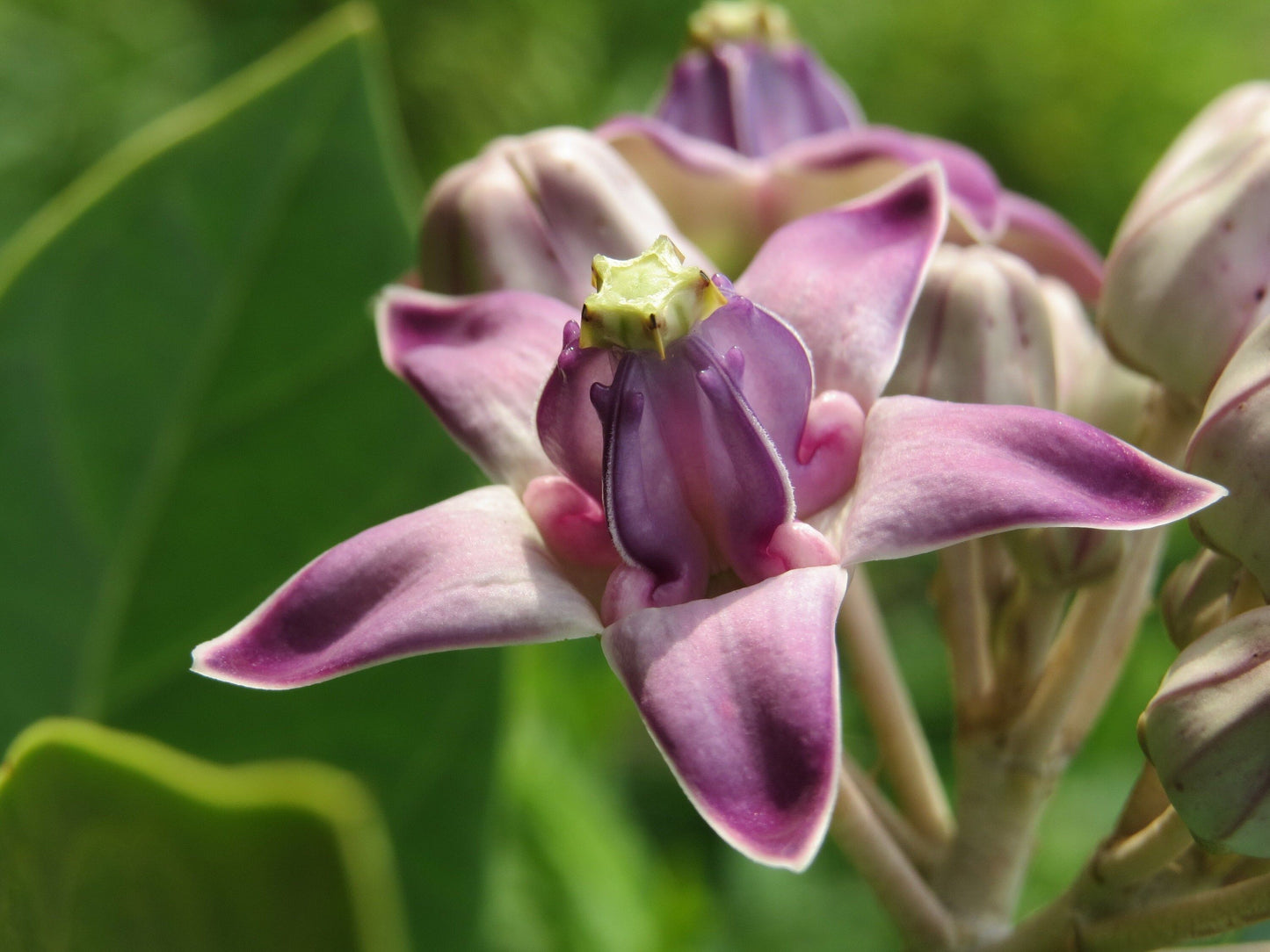 Rare Crown Flower Milkweed Seeds ~ Crown Flower ~ Calotropis Gigantea ~ Exotic ~ Unique ~ Tropical ~ Hawaii ~ Leis