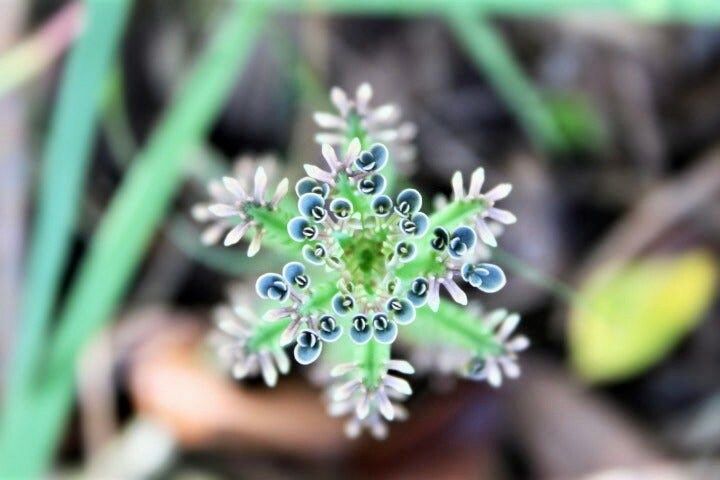 Blue Kalanchoe Flower Seeds ~ Succulent ~ Easy Care ~ Grow Your Own ~ Spring Flowers ~ Instead of Flowers ~ Houseplant ~ No Hassle
