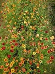 Zinnia “Jazzy Mix” Seeds ~ Flowers ~ Butterflies Love ~ Non-GMO Seeds ~ Cool Flowers ~ Rare