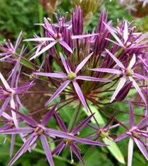 Allium Cristophii Seeds ~ Star of Persia ~ Plants ~ Garden ~ Grow Your Own ~ Spring Flowers ~ Instead of Flowers ~ Presents