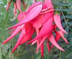 Clianthus Puniceus ‘Pink Flamingo’ Seeds ~ Spring Flowers ~ Instead of Flowers ~ Presents ~ Gifts ~ Sympathy ~ Rare