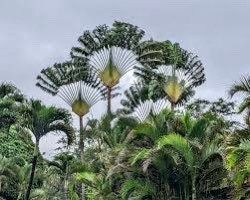 Traveler’s Palm Seeds ~ Ravenala Madagascariensis ~ Unique ~ Rare ~ Palm Tree ~ Exotic ~ Garden ~ Grow Your Own ~ Crop ~ Plant