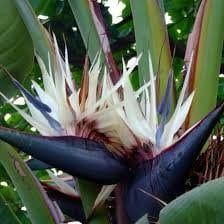 White Birds of Paradise Seeds ~ Strelitzia Nicolia ~ Wild Banana ~ Crane Flower ~ Grow Your Own ~ Spring ~ Houseplants