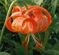 Michigan Lily Seeds ~ Lilium Michiganense ~ Turk’s Cap Lily ~ Unique Seeds