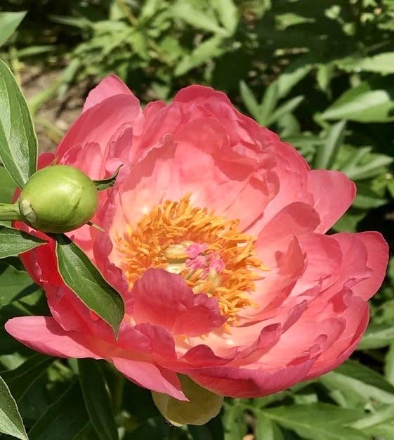 Coral Sunset Peony Seeds ~ Peonies ~ Flowers ~ Flower ~ Bouquets ~ Wedding Flowers ~ Heirloom Seeds ~ Garden ~ Gardening ~ Decor