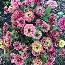 Zinnia “Queen Lime Red” Seeds ~ Flowers ~ Butterflies Love ~ Non-GMO Seeds ~ Cool Flowers ~ Rare