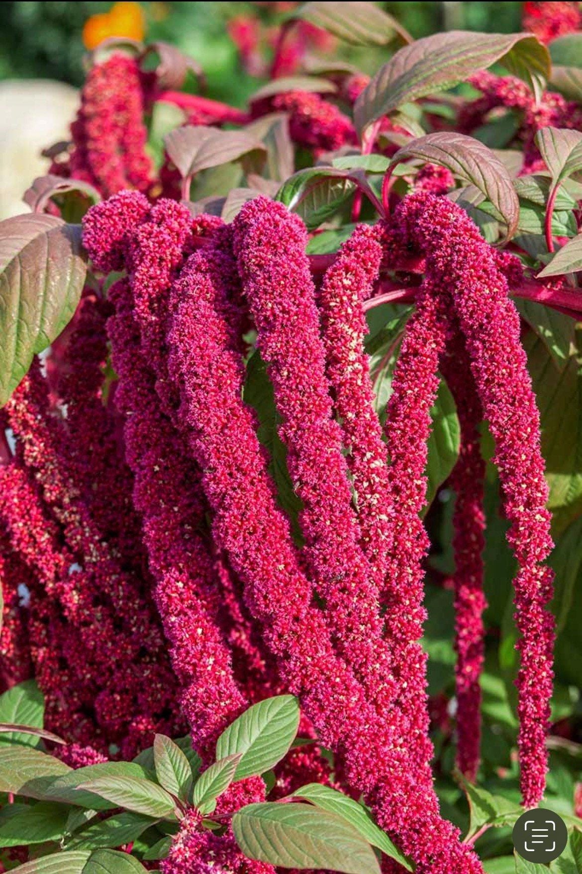 love lies bleeding plant seeds Amaranthus Caudatus 'Red Garnet' Seeds ~ Love Lies Bleeding ~ Plants ~ – Your Plant Bitch