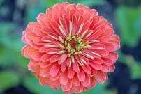 Salmon Queen Zinnia Seeds ~ Flower Seeds ~ Plants ~ Garden ~ Grow Your Own ~ Spring Flowers ~ Instead of Flowers ~ Flowers