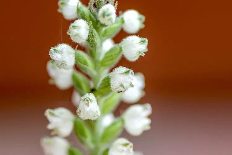 Goodyera Pubescens Seeds ~ The Downy Rattlesnake Plantain ~ Orchids ~ Usual Flowers ~ Exotic Flower