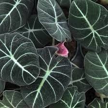 Black Velvet Elephant Ear ~ Giant Taro ~ Alocasia Reginula ~ Alocasia Black Velvet ~ Little Queen Alocasia Indoor Plants ~ Live House Plant