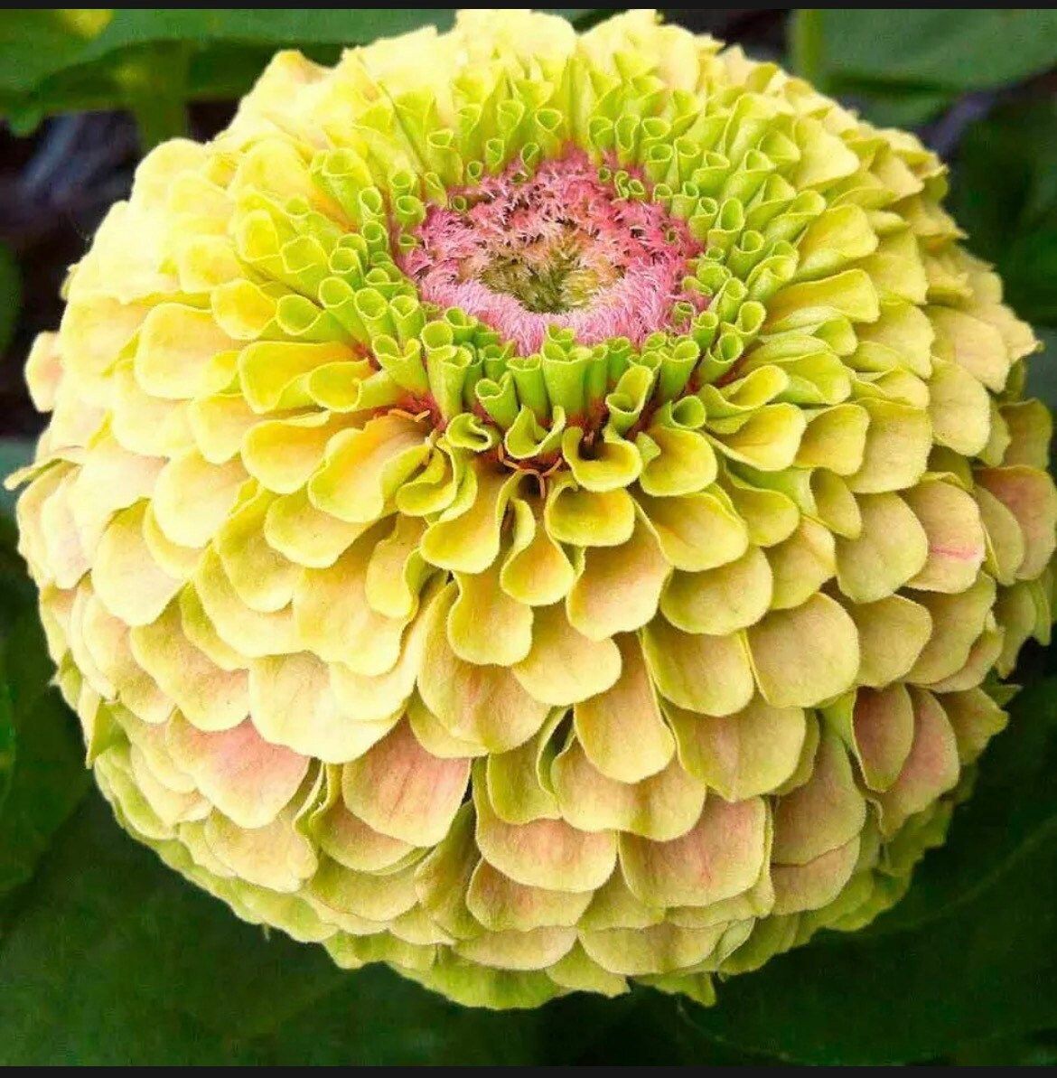 Zinnia “Queen Lime Blush” Seeds ~ Flower Seeds ~ Plants ~ Garden ~ Grow Your Own ~ Spring Flowers ~ Instead of Flowers ~ Flowers