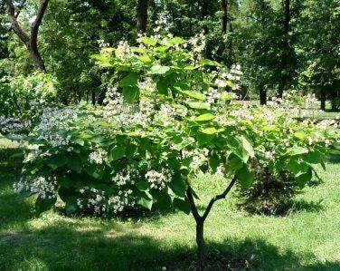 Showy Catalpa Tree Seeds ~ Catawba Catalpa Speciosa ~ Flowers ~ Home Garden ~ Exotic Flower ~ Rare