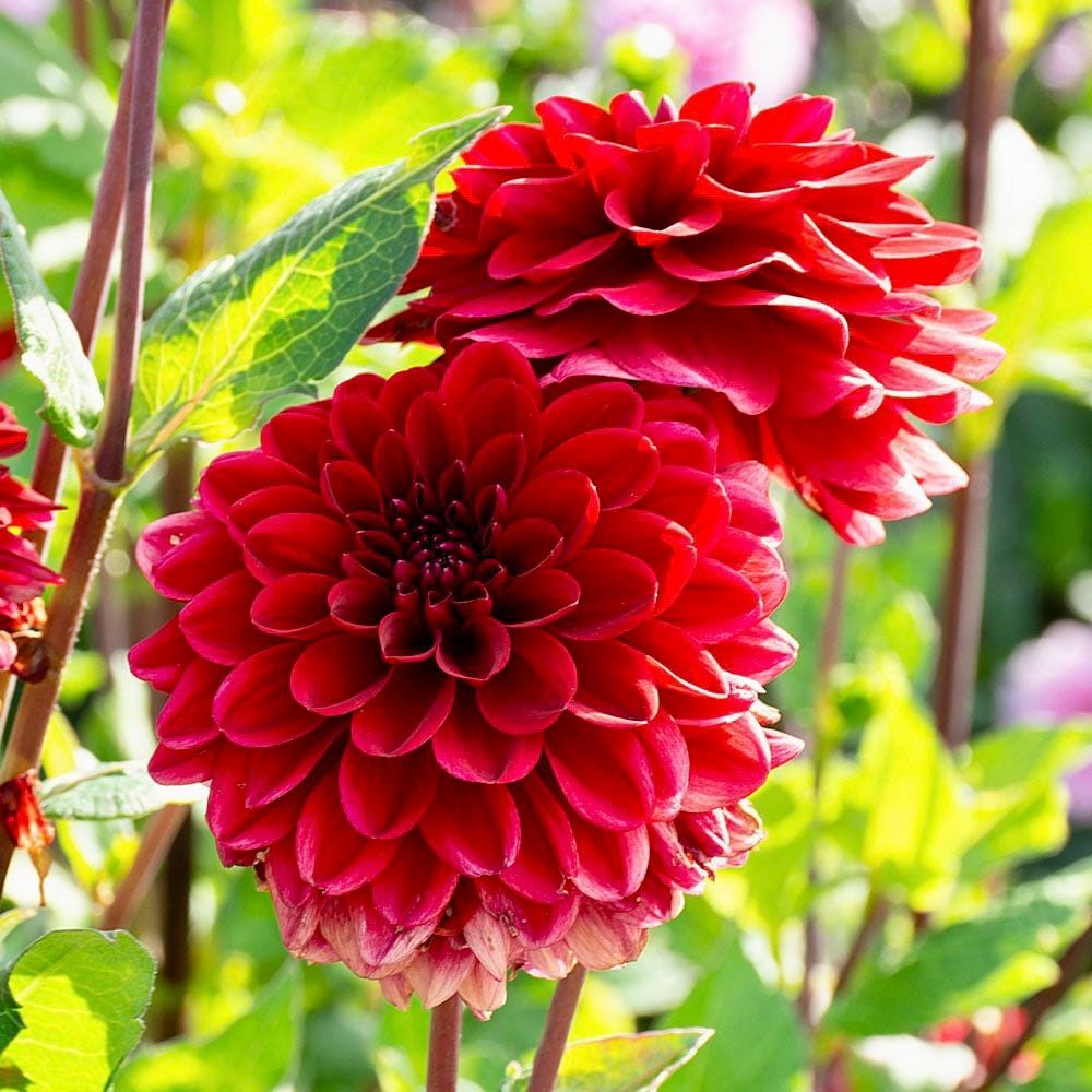 Double Pompon Dahlia Seeds ~ Plants ~ Garden ~ Grow Your Own ~ Spring Flowers ~ Instead of Flowers ~ Flowers