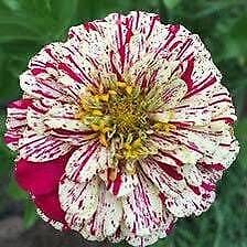 Zinnia “Peppermint Stick” Seeds ~ Holiday ~ Plants ~ Garden ~ Grow Your Own ~