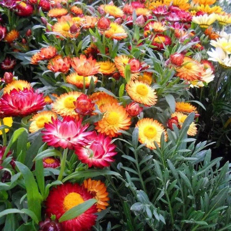 Mix Swiss Giant Strawflower Seeds ~ Golden Everlasting ~ Flower ~ Seeds ~ Gifts ~ Grow Your Own ~ Spring Flowers ~ Instead of Flowers