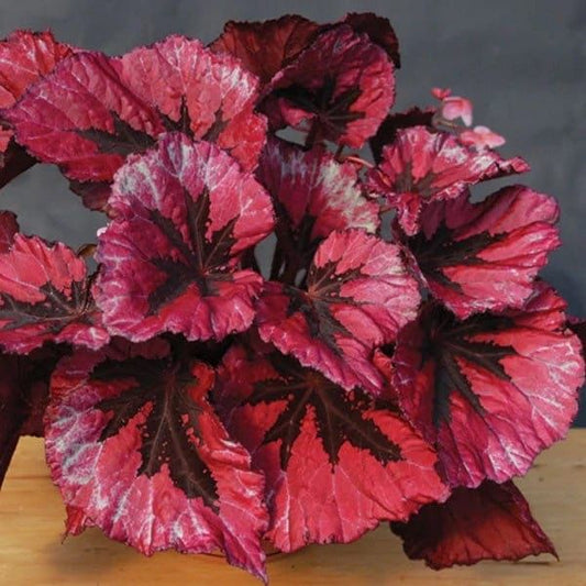 Red Rex Begonias Seeds ~ Plants ~ Garden ~ Grow Your Own ~ Spring Flowers ~ Instead of Flowers ~ Flowers