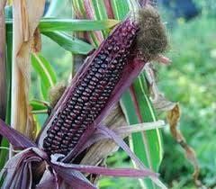 Zea Japonica Variegated Seeds ~ Japanese Corn ~ Ornamental Maize ~ Plants ~ Decorative ~ Decoration ~ Autumn ~ Thanksgiving ~ Exotic ~ Craft