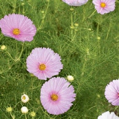 Cosmos Cupcake Blush Seeds ~ Cosmos ~ Cool Flowers ~ Grow Your Own ~ Butterflies ~ Bees ~ Annual ~ Summer ~ Spring ~ Bouquets