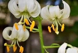 White Turk’s Cap Lily Seeds ~ Malvaviscus arboreus var. drummondii ~ Lilium Martagon ~ Cut Flowers ~ Bouquets ~ Pretty ~ Christmas Flowers