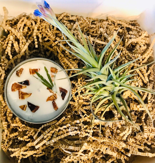 Blooming Air Plant & Candle Gift Box ~ Birthday Present ~ Thank You ~ Congratulations ~ Housewarming~ ALL Occasions