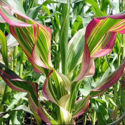 Zea Japonica Variegated Seeds ~ Japanese Corn ~ Ornamental Maize ~ Plants ~ Decorative ~ Decoration ~ Autumn ~ Thanksgiving ~ Exotic ~ Craft