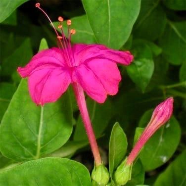 Mixed Marvel of Peru Seeds ~ Mirabilis Jalapa ~ 4 O’Clock Flower ~ Flowers ~ Trumpet ~ Fragrance ~ Vanilla