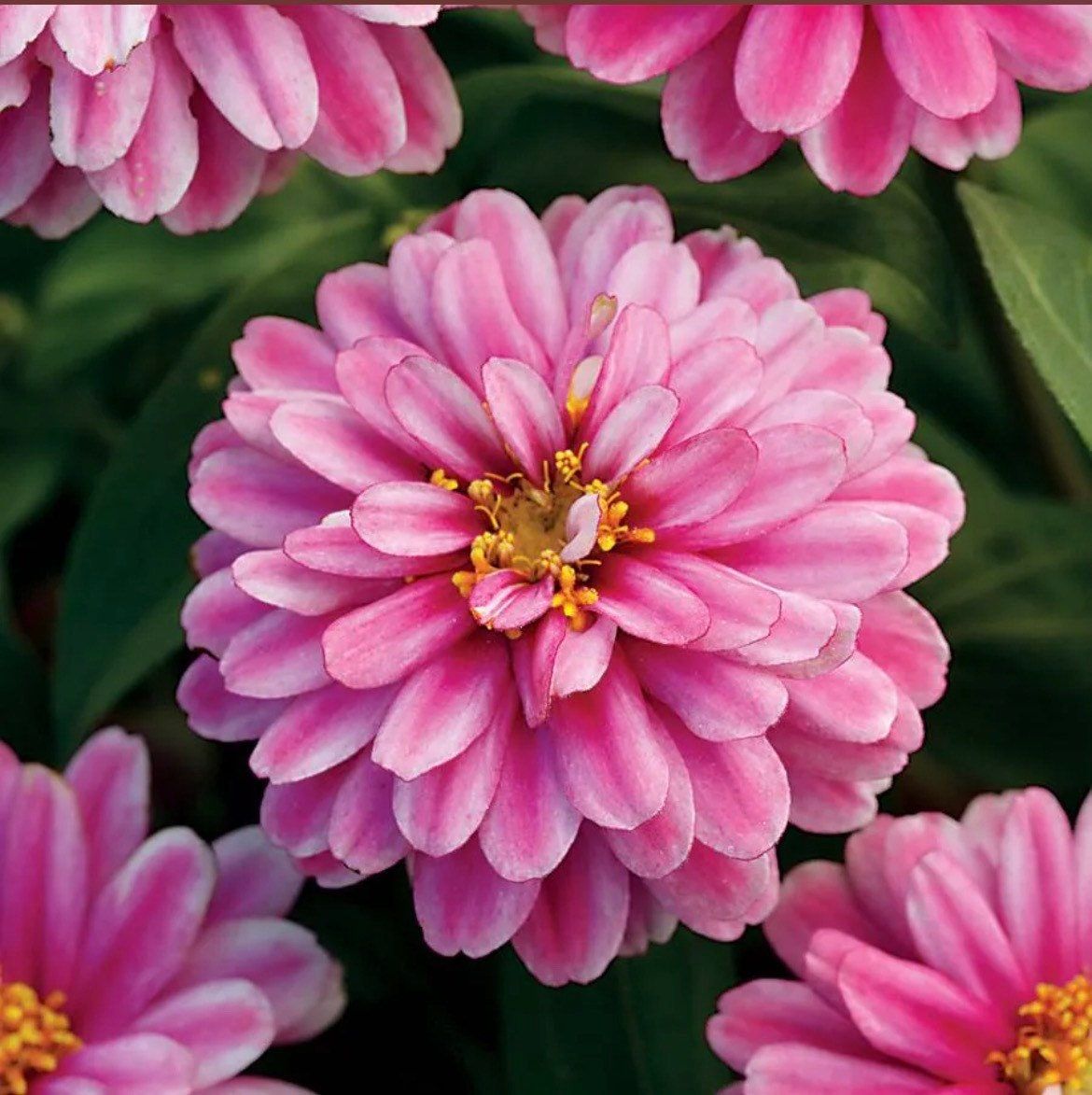 Zinnia “Zahara Double Raspberry Ripple” Seeds ~ Flower Seeds ~ Plants ~ Garden ~ Grow Your Own ~ Spring Flower ~ Instead of Flowers ~ Flower