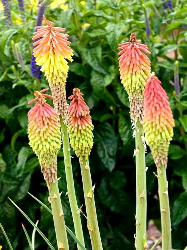 Kniphofia “Fire Dance” Seeds ~ Red Hot Poker ~ Torch Lily ~ Tritoma ~ Rare ~ Exotic ~ Easy Care