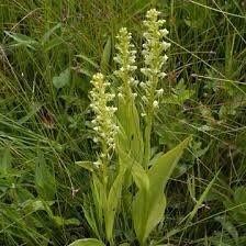 Platanthera Flava Seeds ~ The Palegreen Orchid ~ Orchids ~ Usual Flowers ~ Exotic Flower