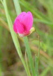 Lathyrus Chilensis Seeds ~ Rare ~ Rare Plants ~ Grow Your Own ~ Spring Flowers ~ Instead of Flowers ~ Presents