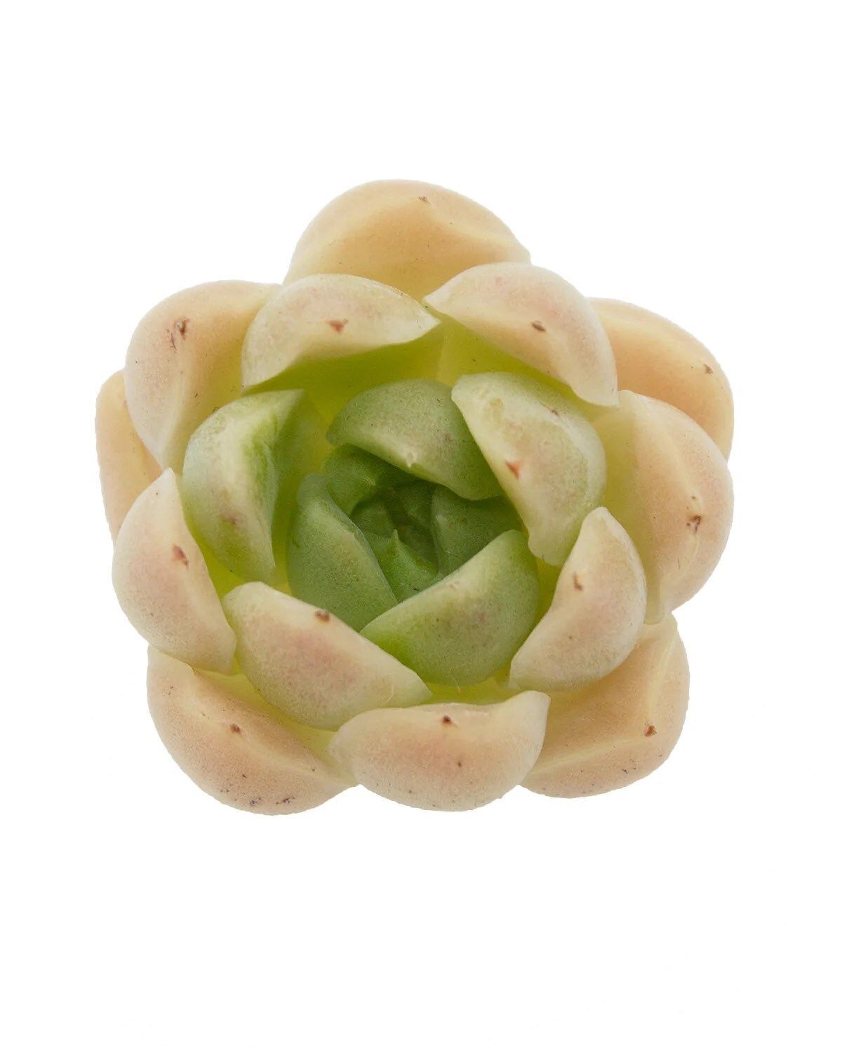 straw like succulent Echeveria Malgan Seeds ~ Plants ~ Colored ~ Succulents ~ Wheat Straw ~ – Your Plant Bitch