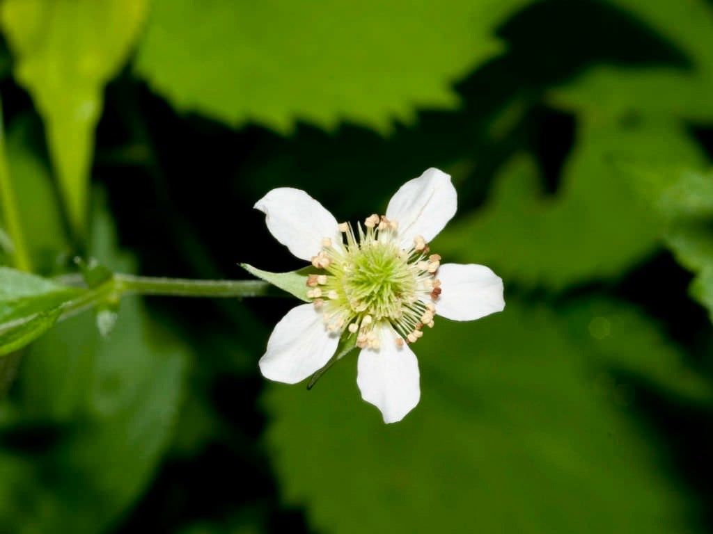 White Avens ~ Geum Canadense ~ Butterflies ~ Bumblebees ~ Garden ~ Flowers ~ Spring ~ Bloom