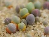 Gibbaeum Comptonii Seeds ~ Exotic ~ Succulent ~ Rare ~ Ice Living Rocks ~ Mesembs Succulents ~ Unusual ~ Cool Plants ~ Easy Care