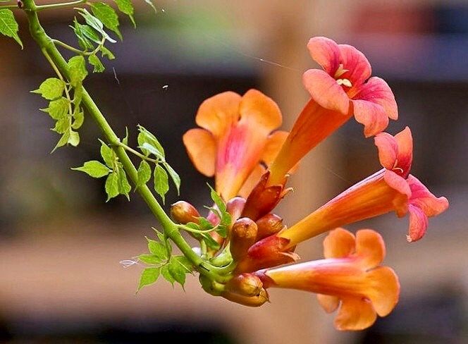 Red Devil’s Trumpet Vine Seeds ~ Trumpet Creeper ~ Campsis Radicans ~ Fresh Seeds ~ Blooms ~ Flowers ~ Instead of Flowers ~ Red