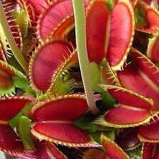 Variety Venus Flytrap Seeds ~ The Seeds of Giants ~ Carnivorous Plants ~ Carnivore ~ Grow Your Very Own