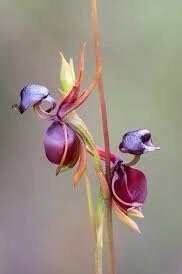 Giant Duck Orchid Seeds ~ Caleana Major ~ Exotic ~ Grow Your Own ~ Bird ~ Unique Flowers ~ Indoor Plants